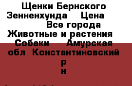 Щенки Бернского Зенненхунда  › Цена ­ 40 000 - Все города Животные и растения » Собаки   . Амурская обл.,Константиновский р-н